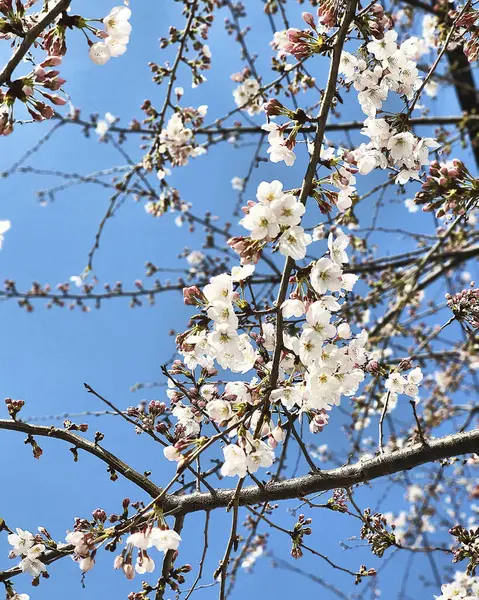 Bahçede güzel bahar çiçekleri