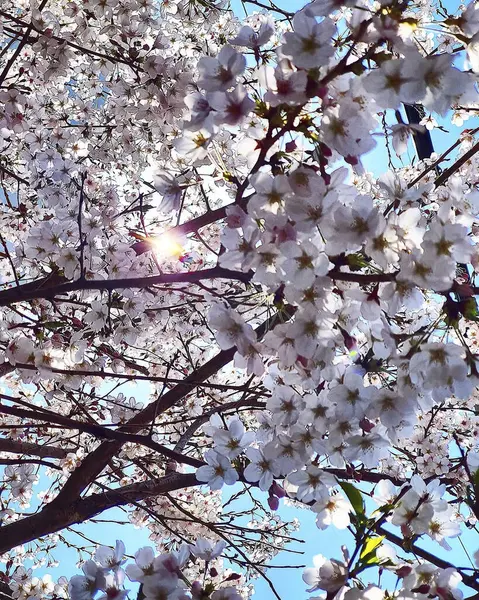 Bahçede güzel bahar çiçekleri