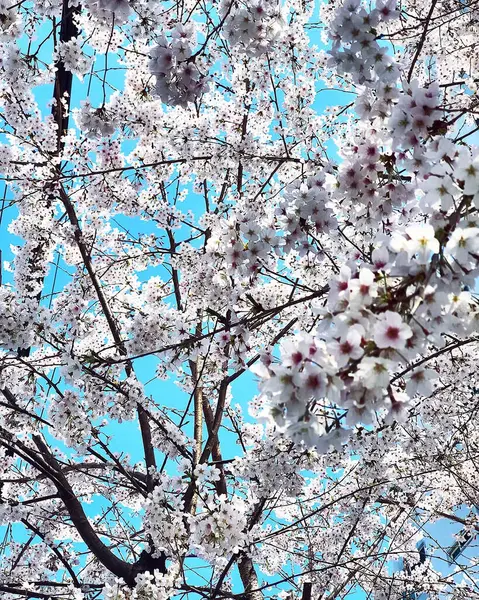 Bahçede güzel bahar çiçekleri