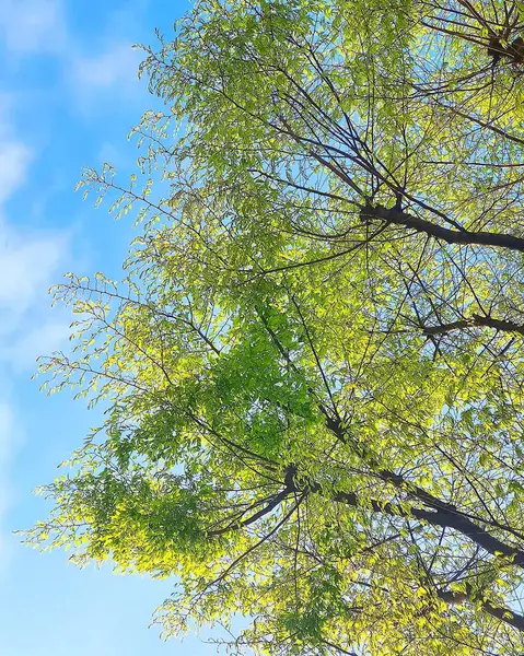 Ormandaki bir ağacın yeşil yaprakları