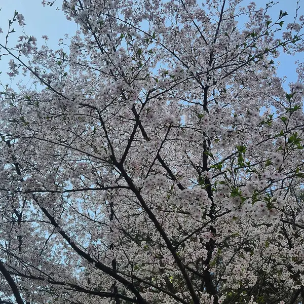 Güzel botanik fotoğrafı, doğal duvar kağıdı.