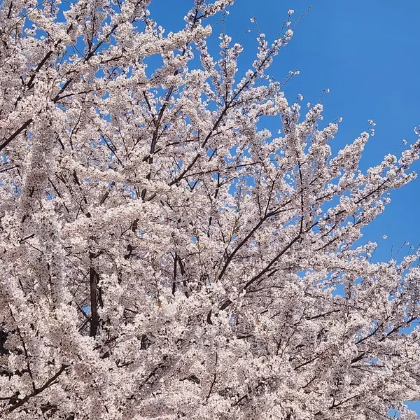 Japonya 'da kiraz çiçekleri, Tokyo