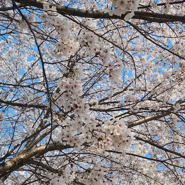 Kiraz çiçekleri, Bahar arka plan