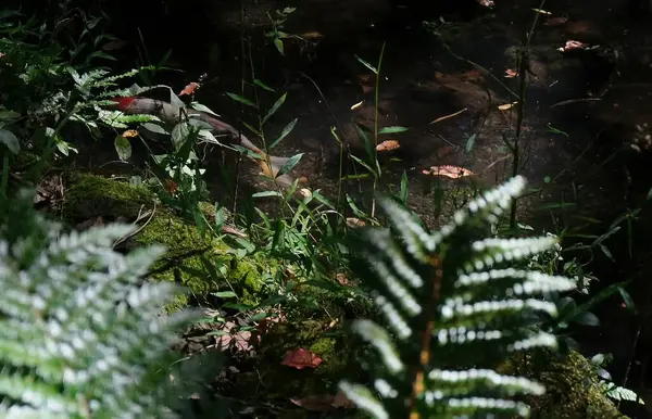 Yeşil yosun ve eğreltiotu yerde