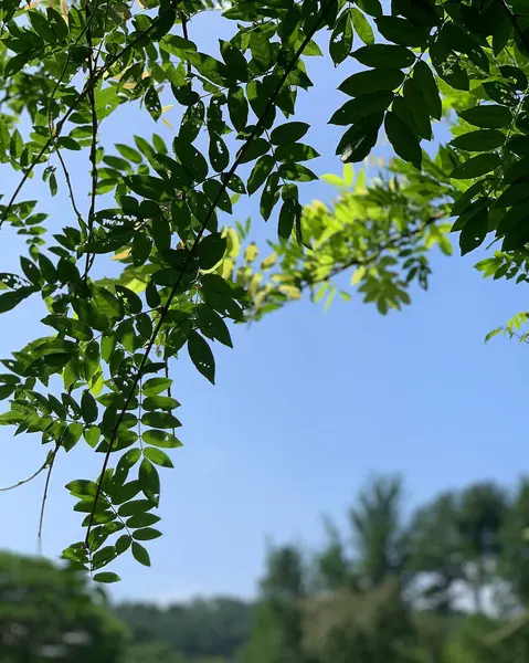 Ormanda yeşil yapraklar