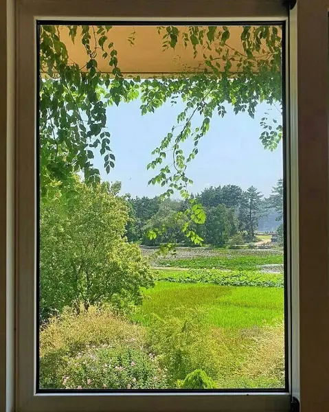 Bir bardak su ve yeşil bitkili bir pencere.