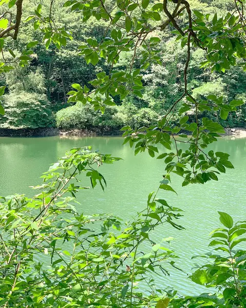 Ormanda yeşil ağaçlar