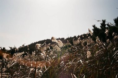 Buğday tarlası olan güzel bir manzara.