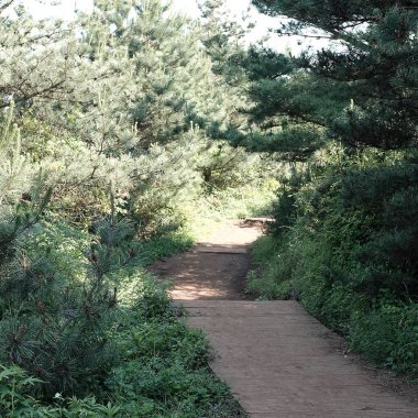 Ormanda yeşil çimenler