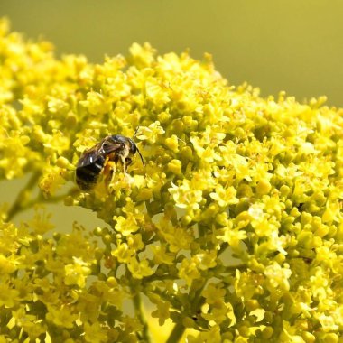 Bahçedeki sarı çiçekler