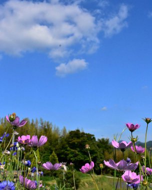 Bahçedeki güzel çiçekler
