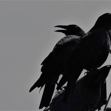 Gökyüzündeki bir ağacın dalında genç bir çift güvercinin siyah beyaz fotoğrafı.