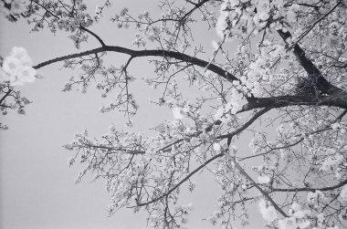 Ağaç dalları, bitki örtüsü ve doğa