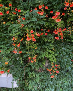 Bahçede yeşil yapraklar