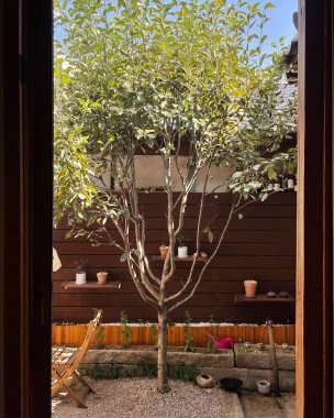 Güzel botanik fotoğrafı, doğal duvar kağıdı.