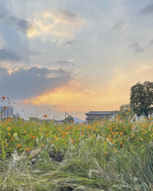 Tarladaki güzel çiçekler