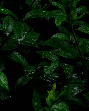 Bahçedeki yeşil çimenler