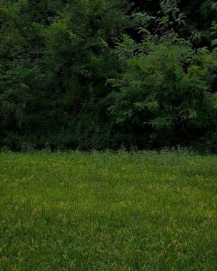 yeşil çimenler ve ağaçlar