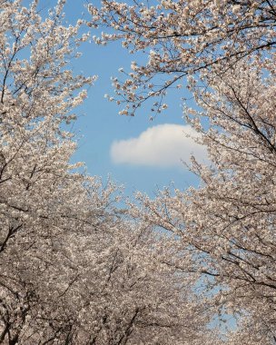 Japonya 'da kiraz çiçeği, Tokyo, Japonya