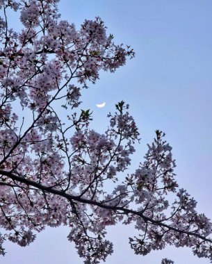 Güzel botanik fotoğrafı, doğal duvar kağıdı.