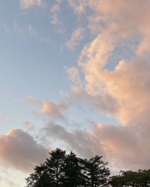 Ormanın güzel manzarası