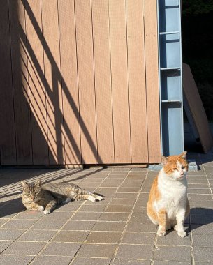 Kedi yerde oturuyor.