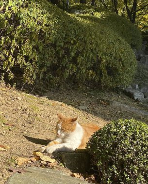 Japon kedisi çimlerin üzerinde yatıyor.
