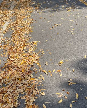 Düşen yapraklar ve asfalt