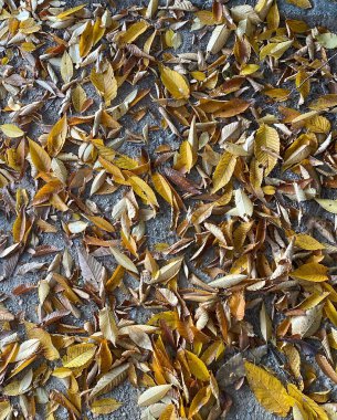 Kuru sonbahar yaprakları yerde.