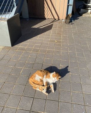 Kedi yerde oturuyor.