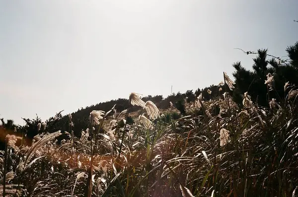 Buğday tarlası olan güzel bir manzara.