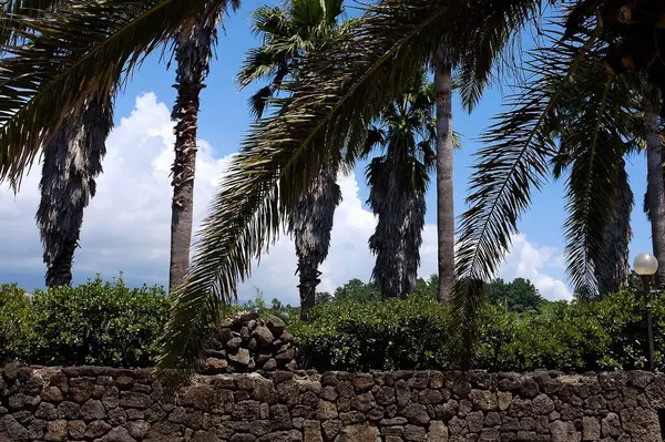 Parktaki palmiye ağaçları