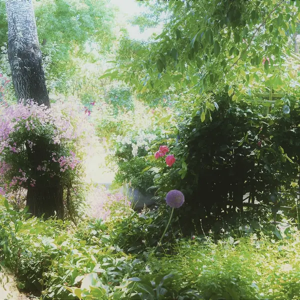 Bahçedeki güzel çiçekler