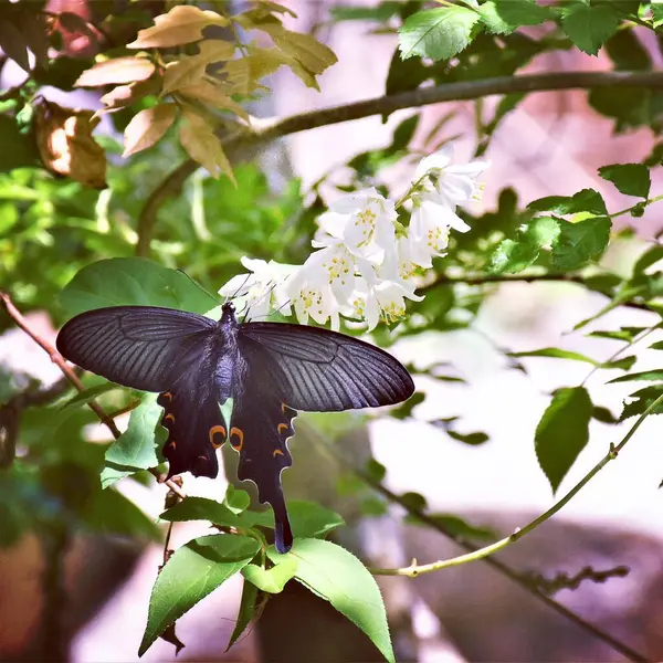 siyah ve beyaz kelebek