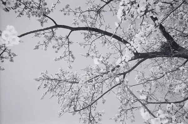 Ağaç dalları, bitki örtüsü ve doğa