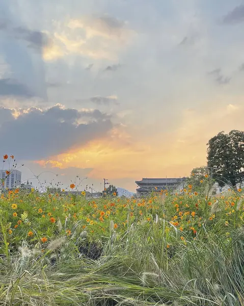Tarladaki güzel çiçekler