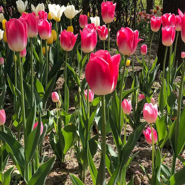 Hollanda 'daki parkta güzel bahar çiçekleri