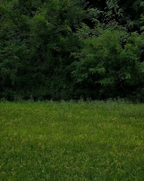 yeşil çimenler ve ağaçlar