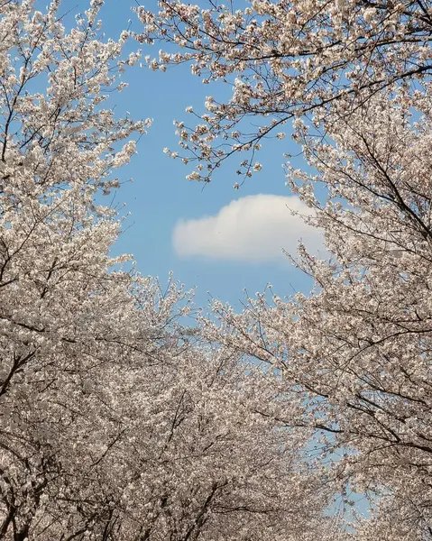 Japonya 'da kiraz çiçeği, Tokyo, Japonya