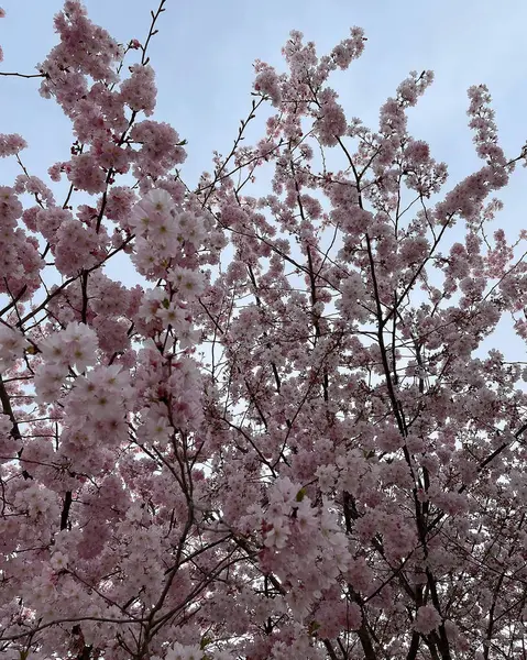 Güzel botanik fotoğrafı, doğal duvar kağıdı.
