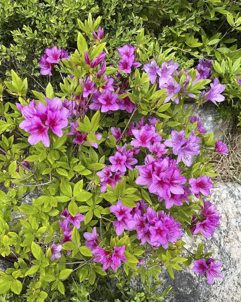 Bahçedeki güzel çiçekler