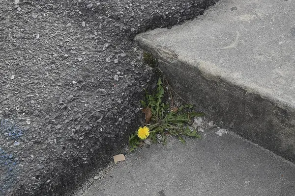 Sarı çiçekli beton duvar