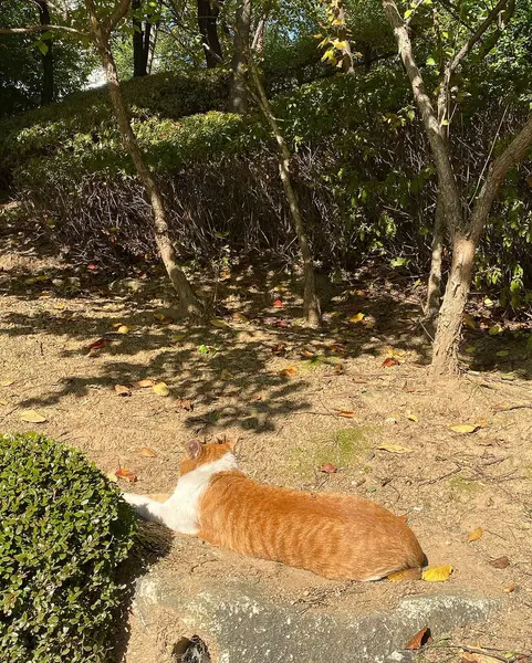 Kedi çimlerin üzerinde oturuyor.