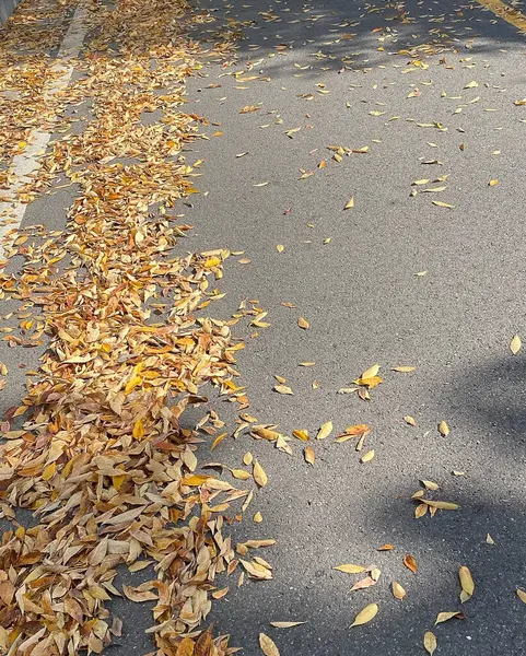Düşen yapraklar ve asfalt