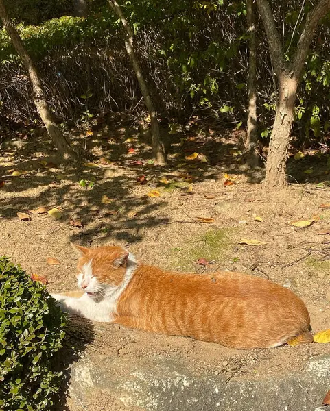 Bahçedeki kırmızı kedi