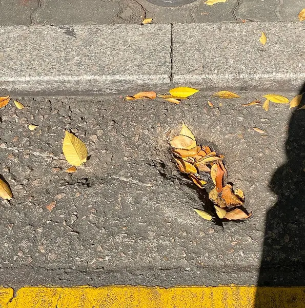 Sonbahar yaprakları yerde.