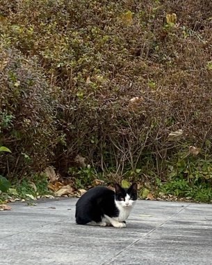 Sokakta siyah beyaz kedi