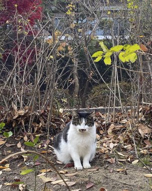 Kedi yerde oturuyor.