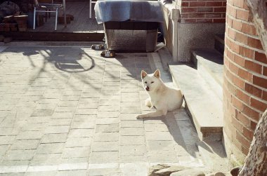 Şehirde köpek var.