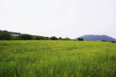 Dağlarda yeşil çimenler